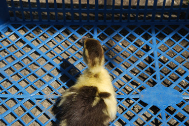 Similar image 22342614