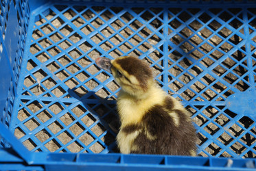 Similar image 22342616