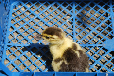 Similar image 22342618