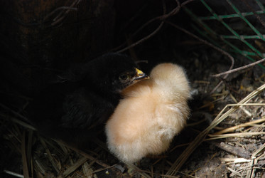 Similar image 22347661