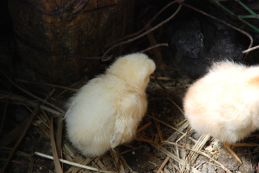 Similar image 22347663