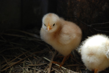 Similar image 22347668