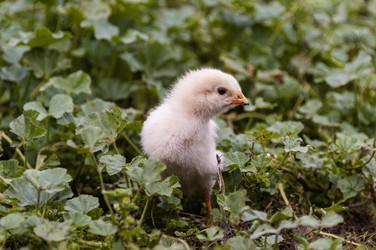 Similar image 22347603