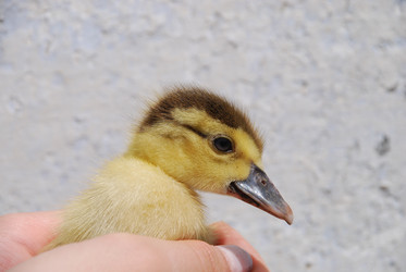 Similar image 22342636