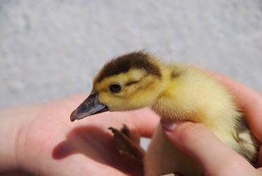 Similar image 22342638