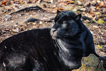 Similar image 22342109