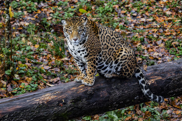 Similar image 22342111