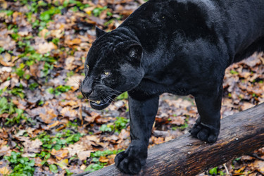 Similar image 22342113