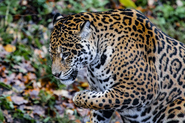 Similar image 22342114