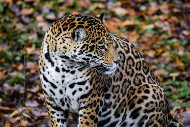 Similar image 22342115