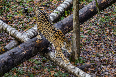 Similar image 22342116