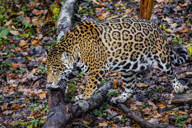 Similar image 22342117