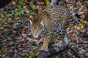 Similar image 22342118