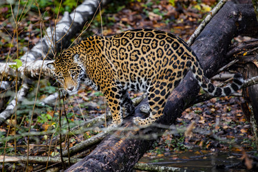 Similar image 22342119