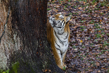 Similar image 22342120