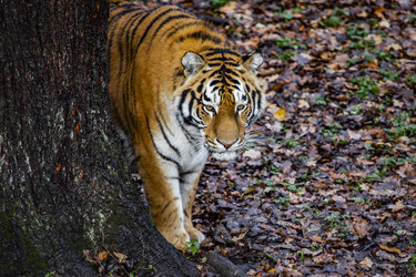 Similar image 22342127