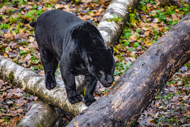 Similar image 22342128