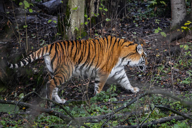 Similar image 22342129