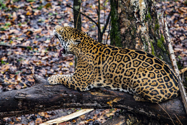 Similar image 22342130