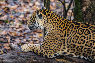 Similar image 22342131