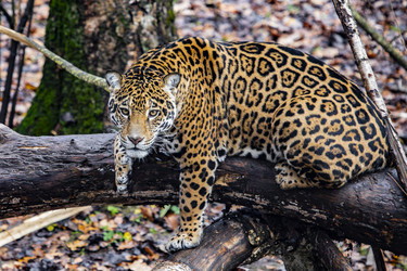 Similar image 22342133