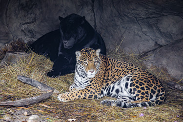 Similar image 22342137