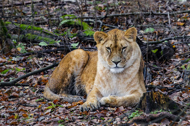 Similar image 22342138