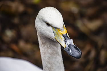 Similar image 22342141