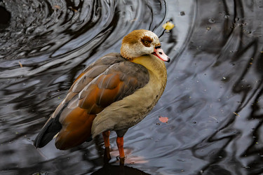 Similar image 22342152