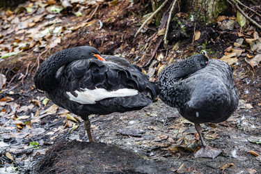 Similar image 22342154