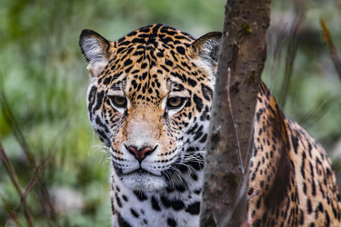 Similar image 22342157