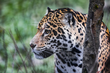 Similar image 22342158