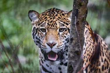 Similar image 22342159