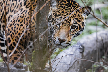 Similar image 22342160