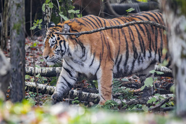 Similar image 22342168