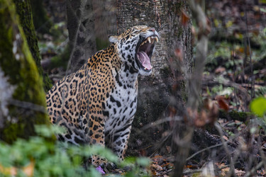 Similar image 22342171