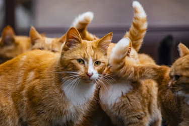 Similar image 22342193