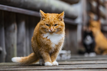 Similar image 22342198