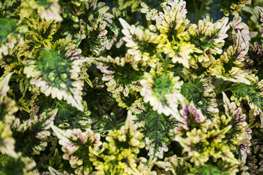 Similar image 22352868