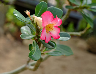 Similar image 22361791