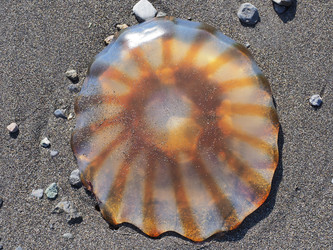 Similar image 22349187