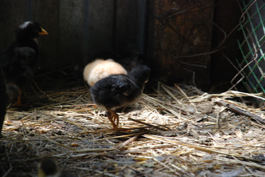 Similar image 22373583