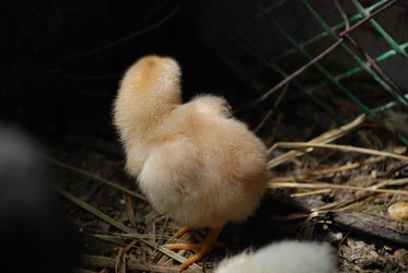 Similar image 22373587