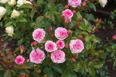 Similar image 22348636