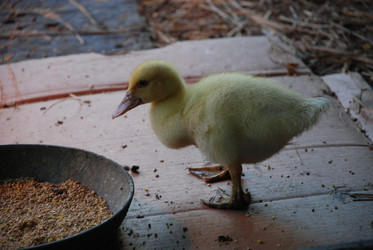 Similar image 22349460