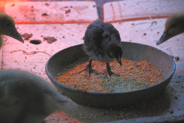 Similar image 22350884