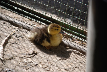 Similar image 22350885