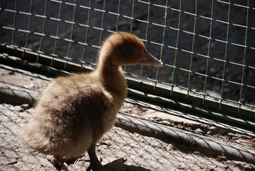 Similar image 22355113