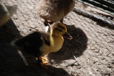 Similar image 22363610