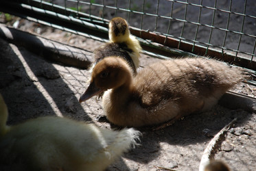 Similar image 22363615